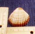 Mušľa 3